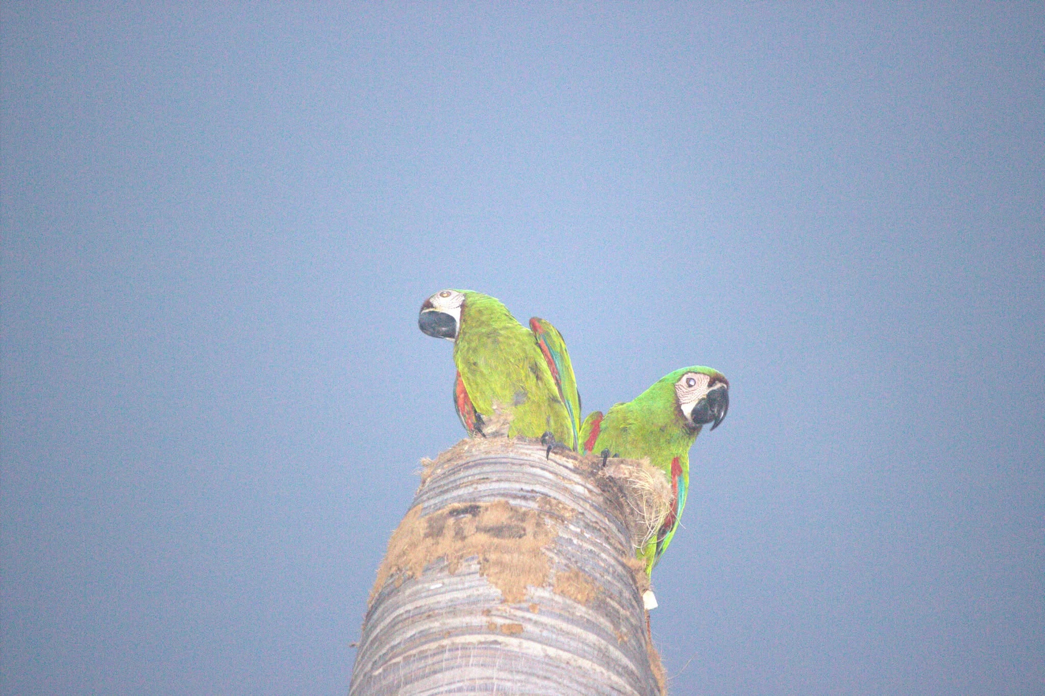 Guacamayo Severo